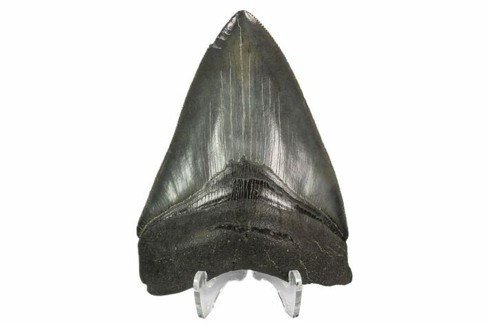 Serrated, Fossil Megalodon Tooth #124553